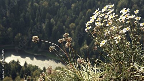 Kwiaty rumianku na skalnym urwisku z rzeką w tle.