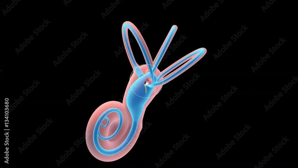 3D. Sense of balance, inner ear. Ampullary cupula. 4K. Ultra HD. Alpha