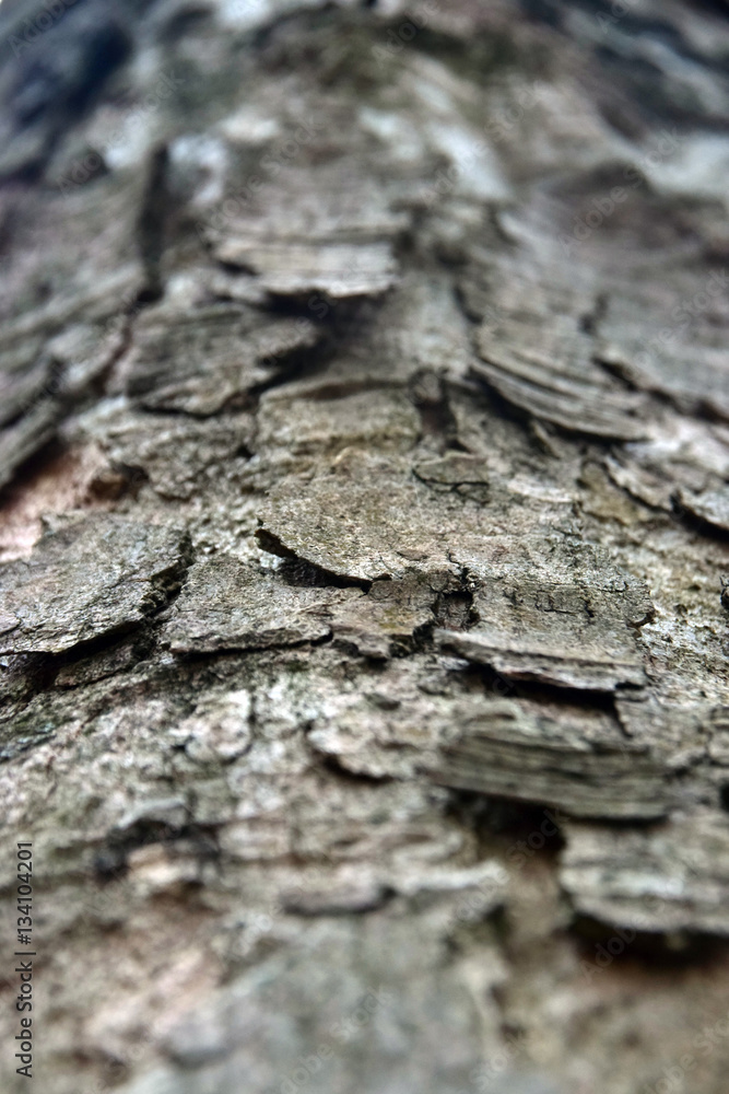 Pine Bark Germany 1 Pine Bark Germany 1