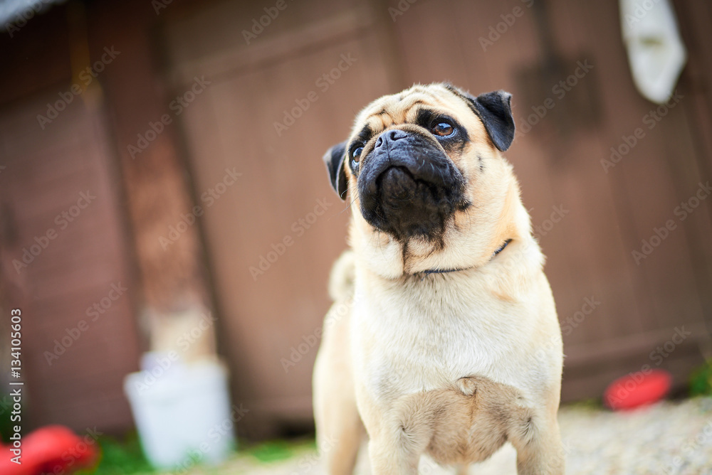 Obraz premium The pug puppy closeup