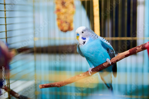 Home Wavy parrot with blue plumage sits on a perch