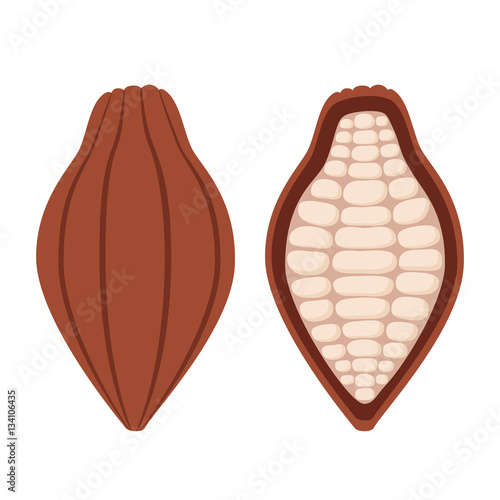 Cacao beans, brown organic plant, fruit of chocolate. Flat style