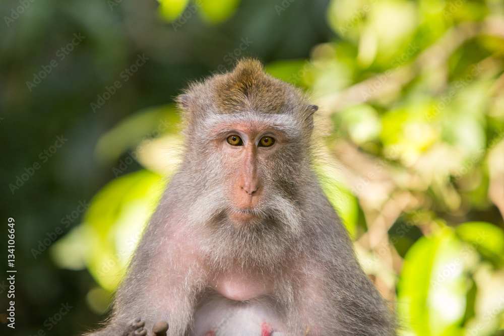Watchful Monkey Watchful Monkey