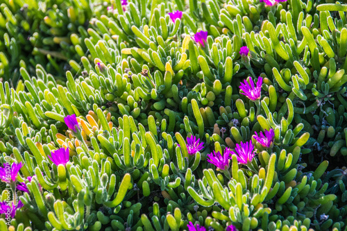 Fototapeta Naklejka Na Ścianę i Meble -  Green Ice plants with purple Flowers in California, USA