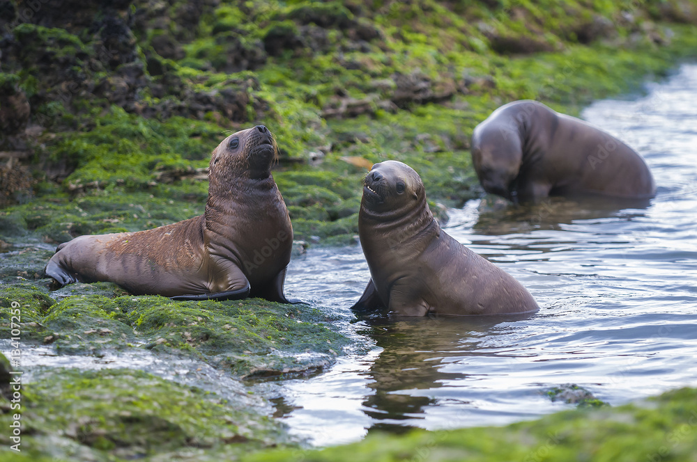 Fototapeta premium Sea Lion , Patagonia , Argentina