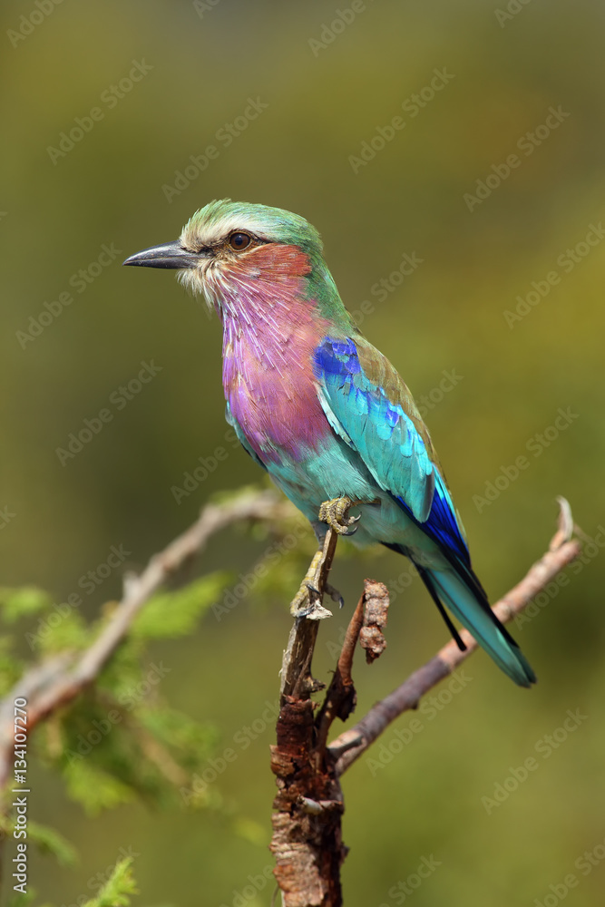 Fototapeta premium The lilac-breasted roller (Coracias caudatus) sitting on the branch with green background