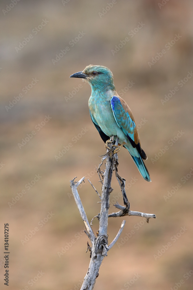 The European roller (Coracias garrulus) sitting on the branch with brown backgroun The European roller (Coracias garrulus) sitting on the branch with brown backgroun