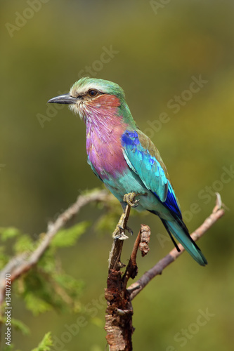 The lilac-breasted roller (Coracias caudatus) sitting on the branch with green background