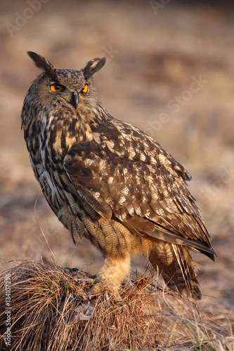 The Eurasian eagle-owl (Bubo bubo) sitting on the grass hill in the evening light