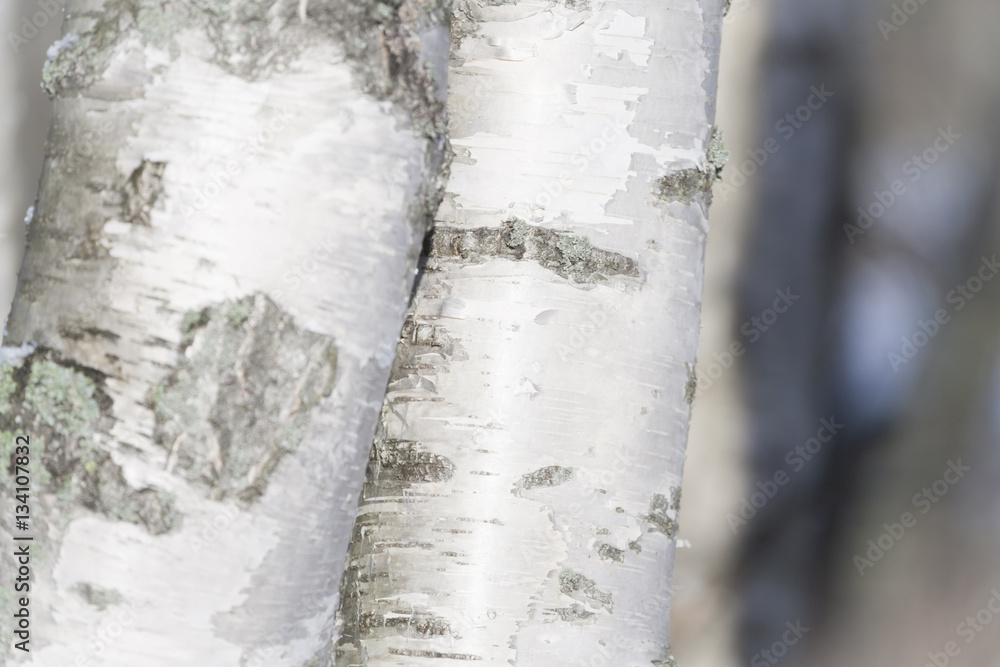 Fototapeta premium Birch