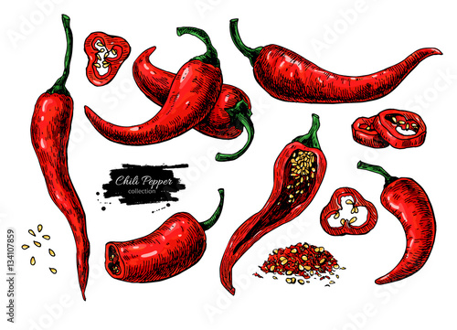 Chili Pepper hand drawn vector illustration. Vegetable artistic style object. Isolated hot spicy