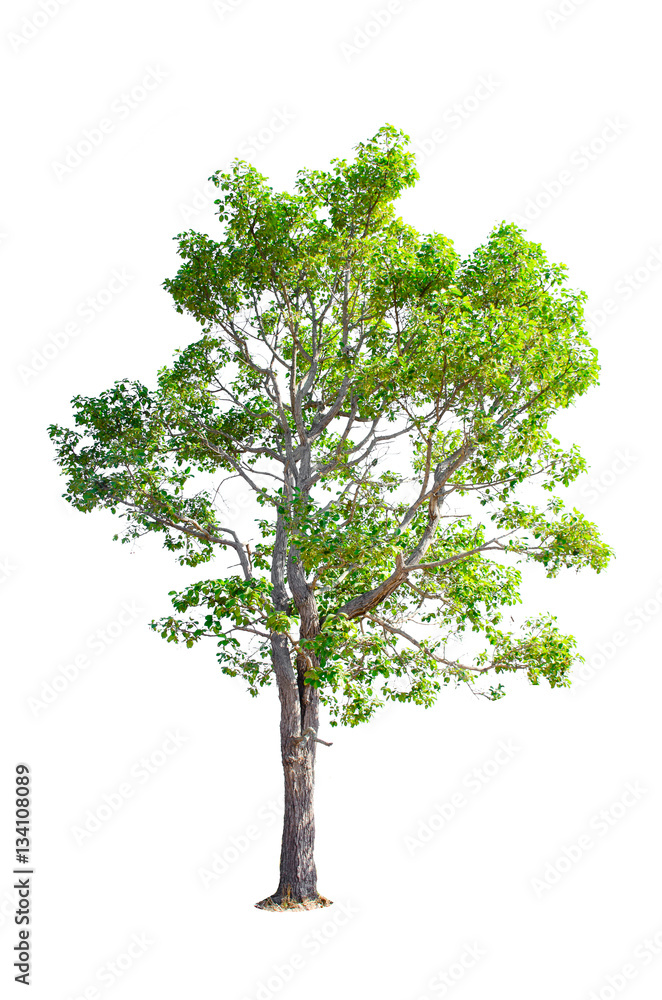 Obraz premium Isolated Trees on white background.