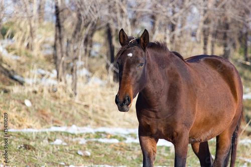a horse in a pasture in winter © schankz