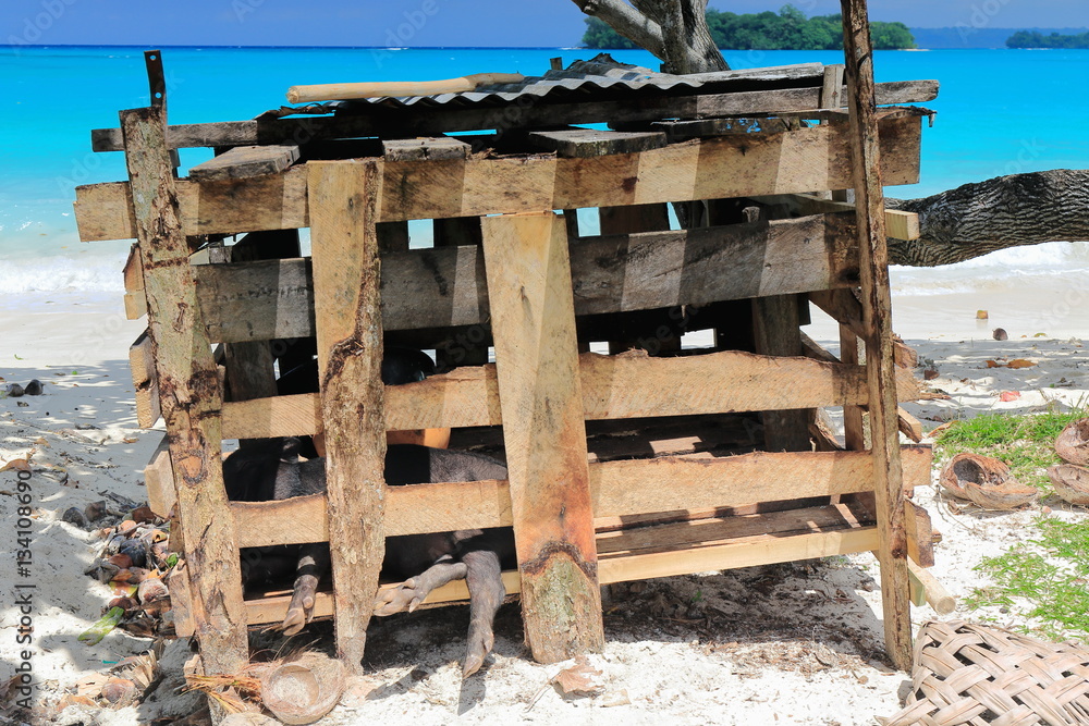 Black pigs in wooden cage. Port Olry-Espiritu Santo island-Vanuatu. 7159 Black pigs in wooden cage. Port Olry-Espiritu Santo island-Vanuatu. 7159