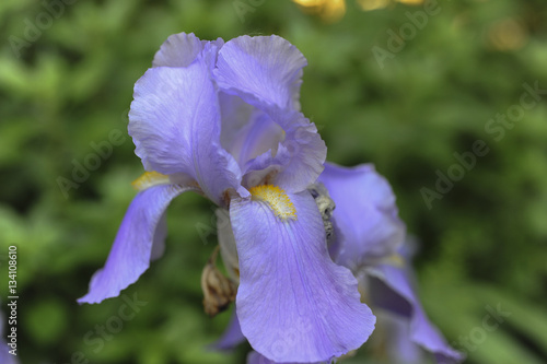 iris
