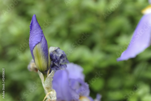 iris