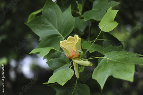 rose