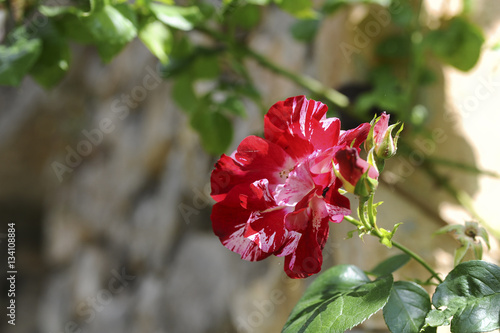 rose