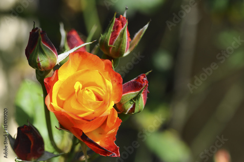 rose