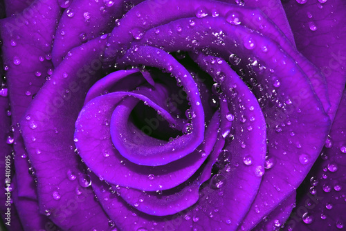 Romantic purple rose with drops of water 