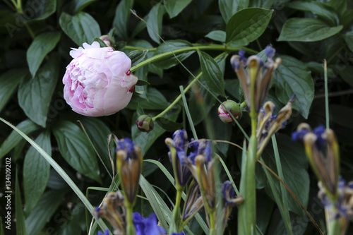 Peonia rosa