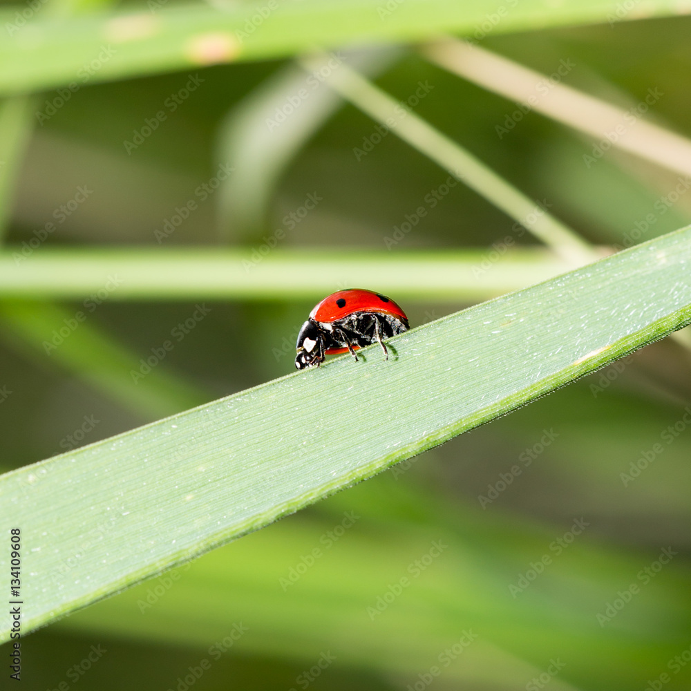 ladybug on grass macro