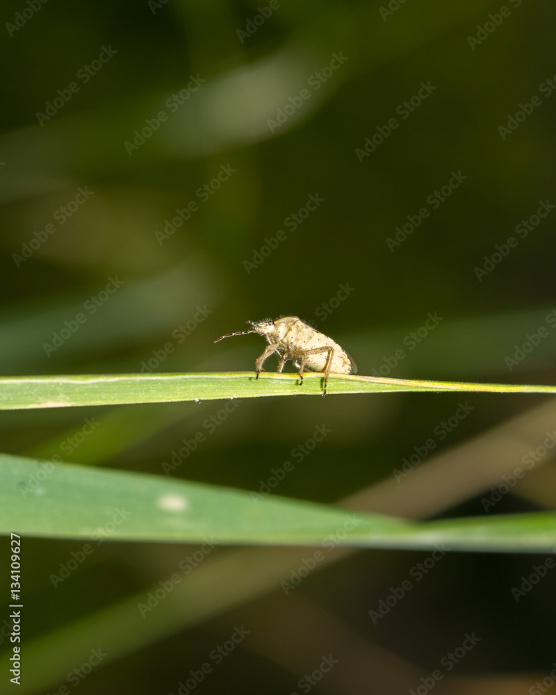 ladybug on grass macro