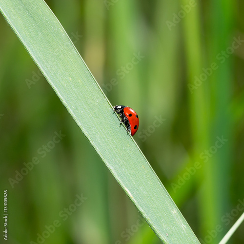 ladybug on grass macro