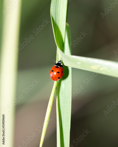 ladybug on grass macro