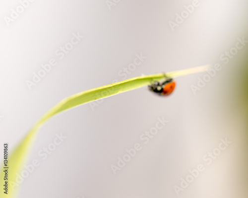 ladybug on grass macro © donikz