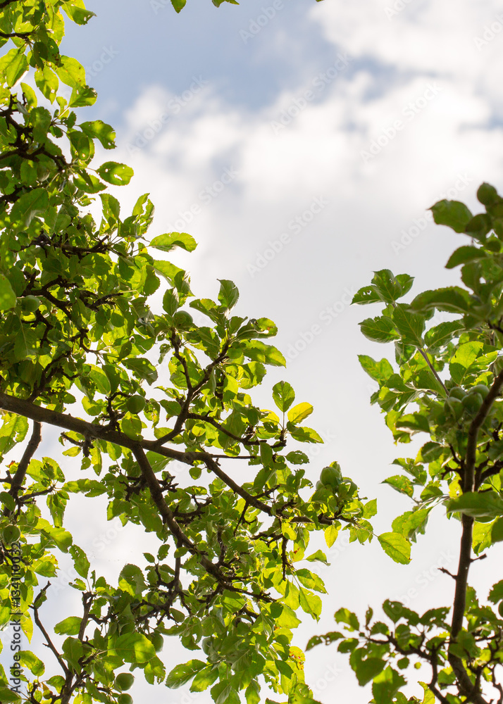 Green apple tree Green apple tree