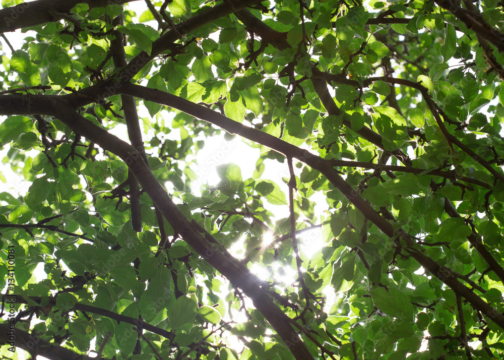 Green apple tree Green apple tree