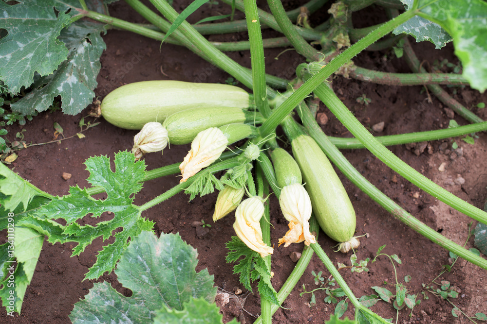 Obraz premium Zucchini plant