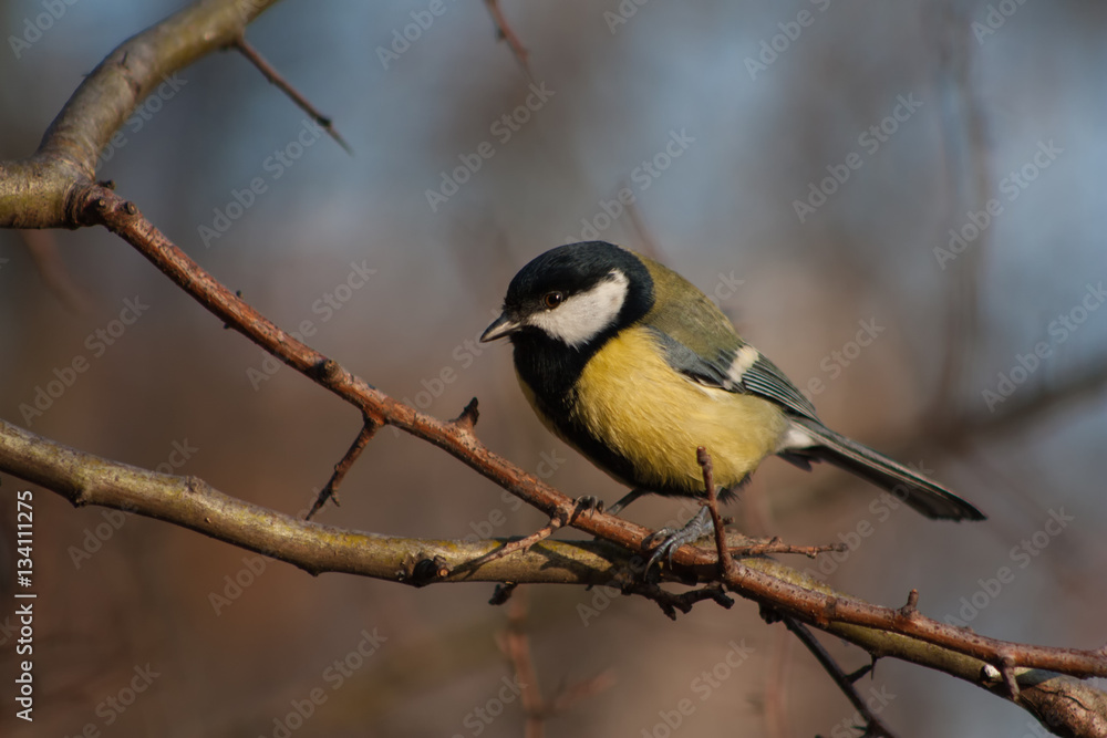 Tit on a branch