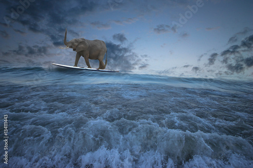 Summer fun, surreal image with an elephant surfing the waves
