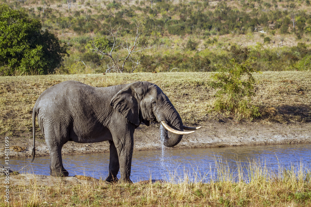 Fototapeta premium African bush elephant in Kruger National park, South Africa