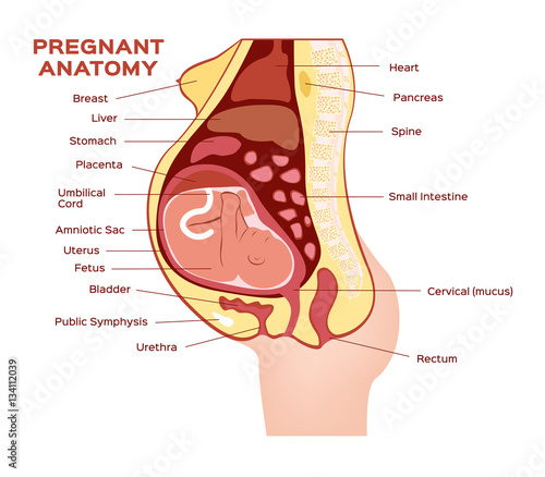 woman pregnant anatomy vector