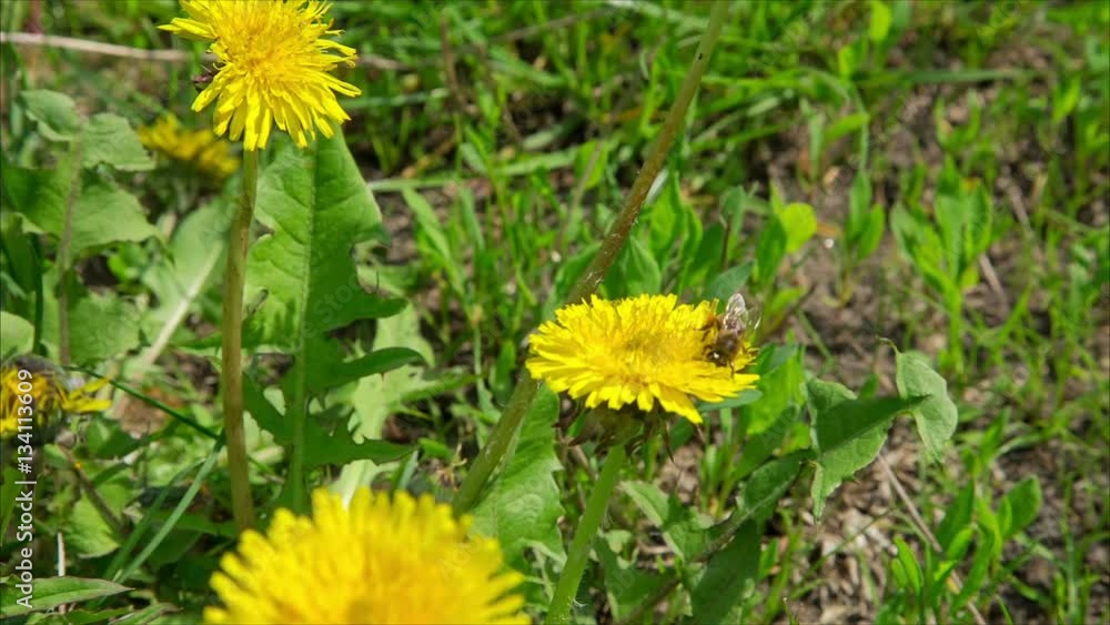 Bee in dandelions on green meadow Bee in dandelions on green meadow