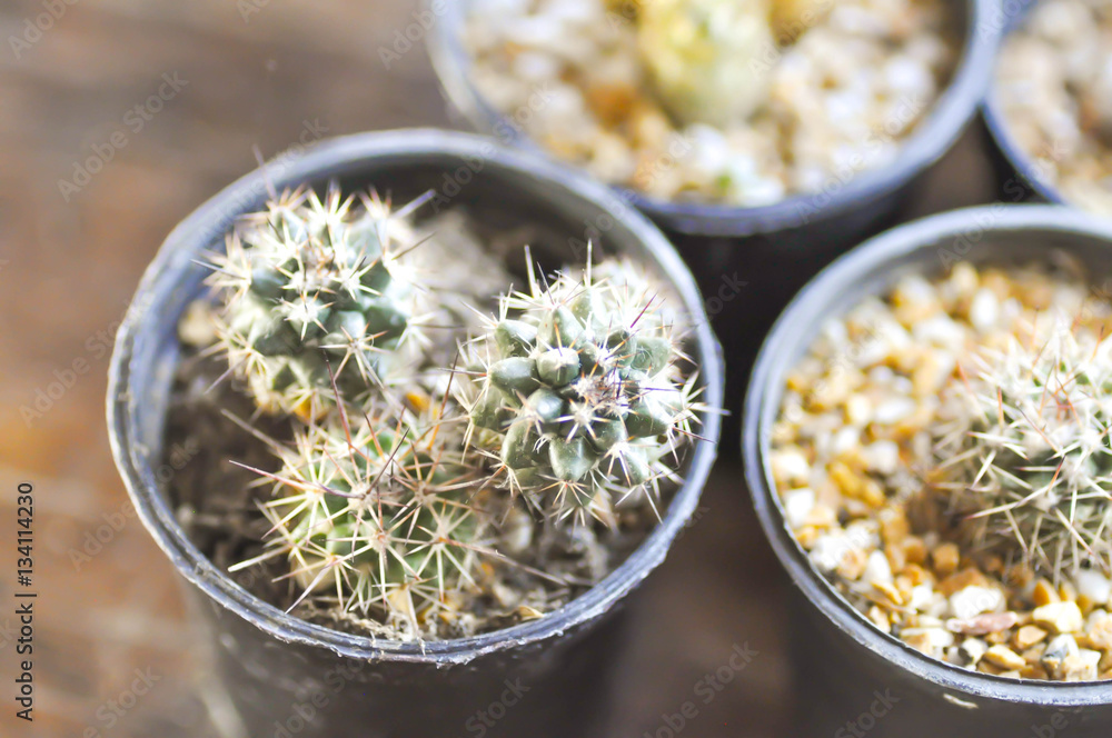 cactus in the flower pot