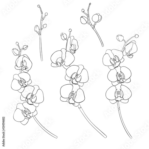 Set of orchids