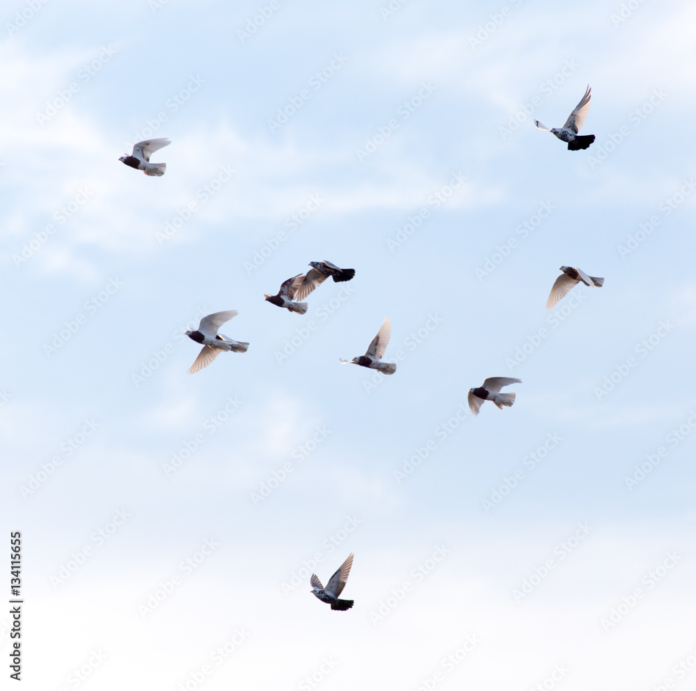 Fototapeta premium a flock of pigeons in the sky