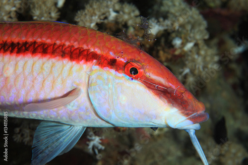 Redstriped goatfish