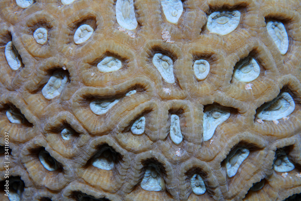 Fototapeta premium Close up of colonial stony coral