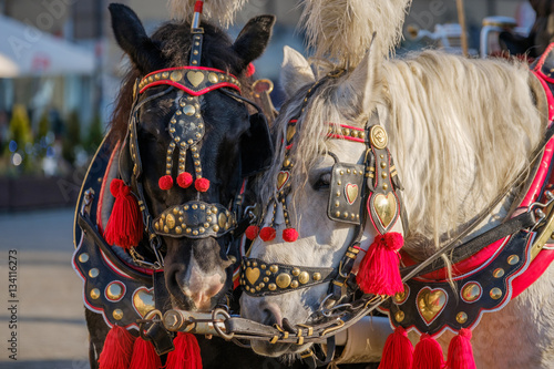 Team of two decorated horses for riding tourists in a carriage