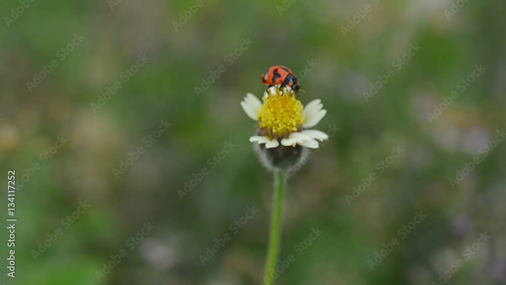 ladybug on the flower ladybug on the flower