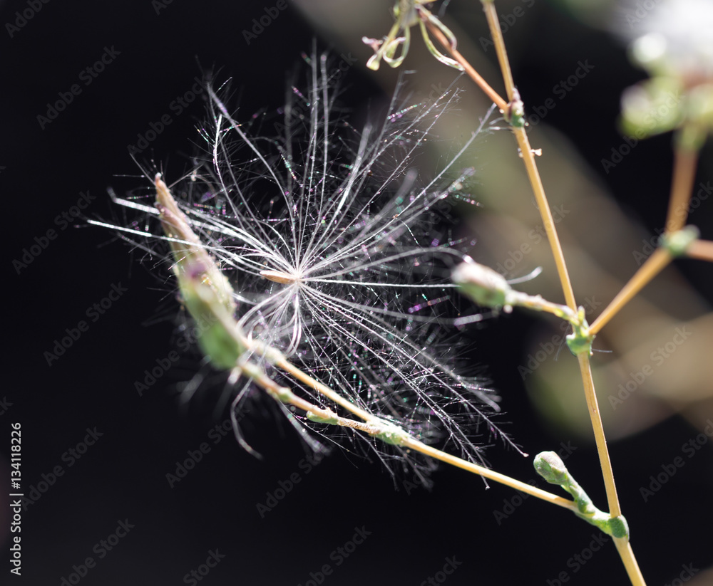 Fototapeta premium dandelion fluff in nature