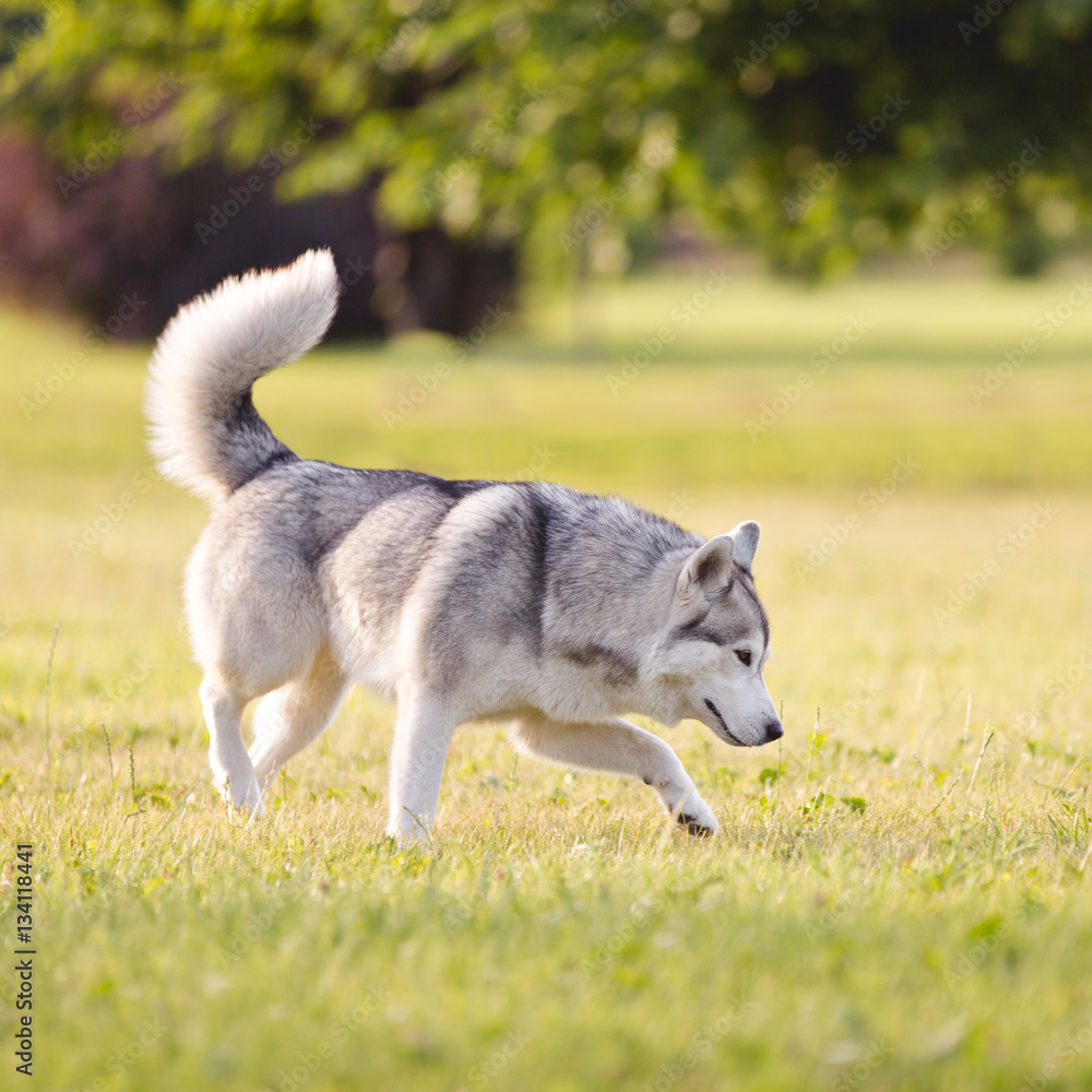 Beautiful siberian husky dog of wolf or german shepherd puppy running in summer park. Wolf Beautiful siberian husky dog of wolf or german shepherd puppy running in summer park. Wolf