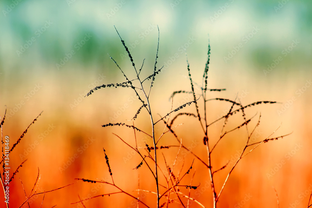 Obraz premium Dry spare of grass in sunset dawn. Autumn.