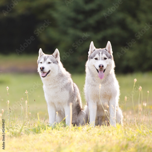 Beautiful siberian husky dog of wolf or german shepherd puppy running in summer park. Wolf