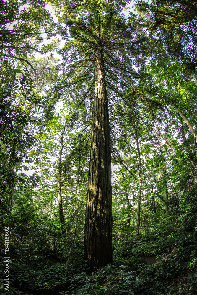 Obraz premium Riesiger Baum im Wald